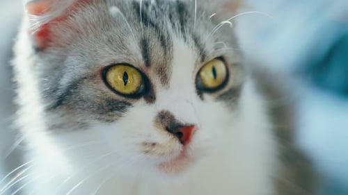 Extreme Close Up of Long-Haired Domestic Cat