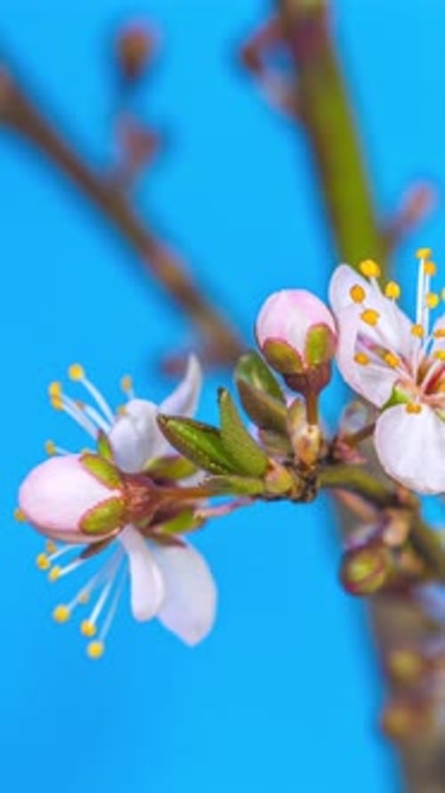 Delicate Flowers Blooming in Time-Lapse on Blue