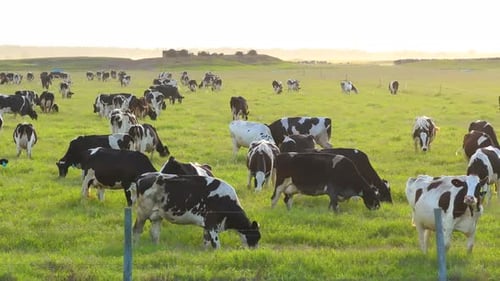 Milk Cows Grazing on Green Farm Pasture Feeding of Cattle on Farmland Grassland