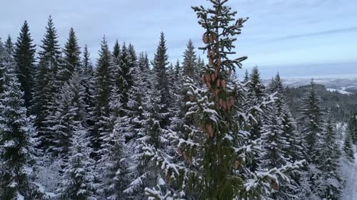 Winter Forest Aerial View with Snow Covered Trees