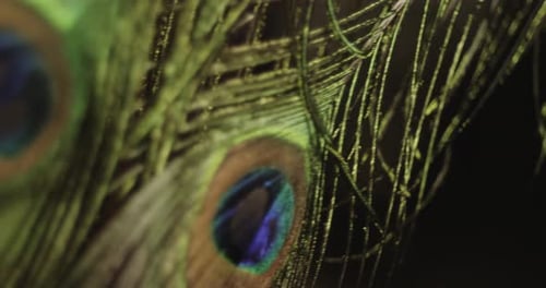 Close Up of Decorative Peacock Feathers