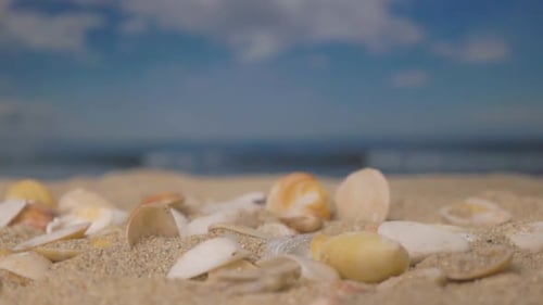 Muscheln fallen am Strand