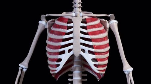 Cage thoracique humaine avec muscles intercostaux se déplaçant en séquence rythmique