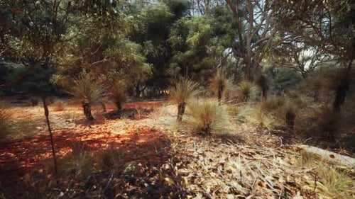 Hiking Trail Through the Bush at Western Australia