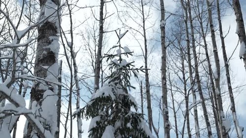Snow on Branches in Winter Wild Forest Clip Landscape of Frozen Nature on a Sunny Day