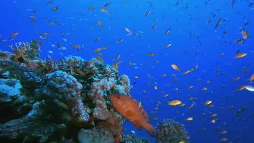 Reef Underwater Coral Garden
