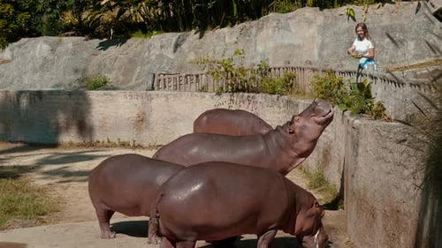 Young Woman Feeds Hippopotamus at Zoo
