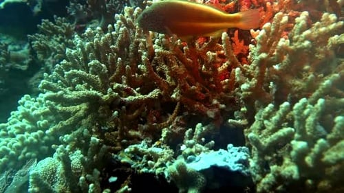 Freckled hawkfish on a coral reef.