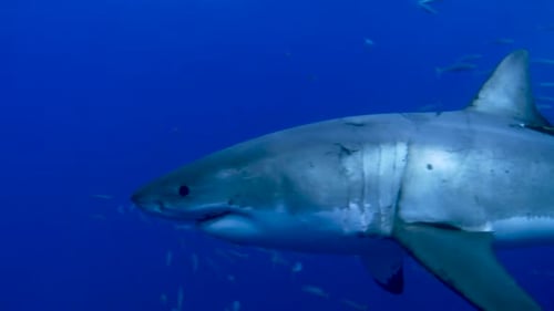 Huge Wild Great White Shark predator hunting for fish prey in a dark blue open Pacific Ocean with su