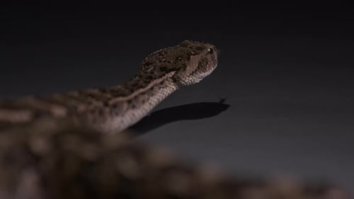 Detailed Close-Up of Snake Flicking Tongue