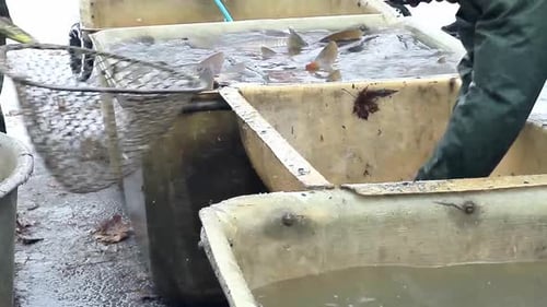 Fischer sortiert Fische mit Netz, die gerade mit Menschen im Meer gefangen wurden — Stock-Bildmaterial Stock