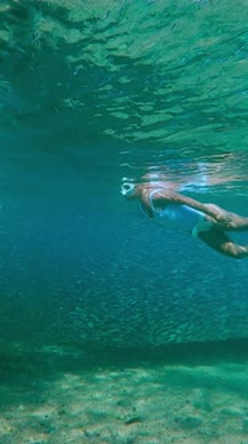 Young girl snorkeler swims next to huge, long school of Silversides Atherina swims in shallows