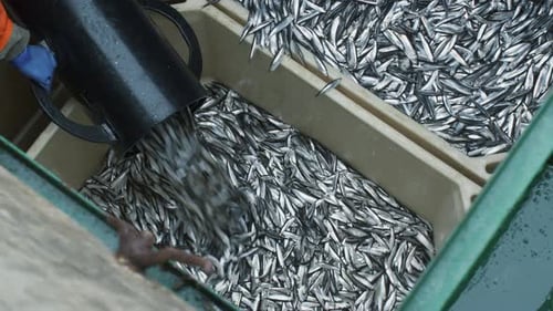 Fischer spült gefangene Fische an Bord eines Kommerziell Fischereischiffs