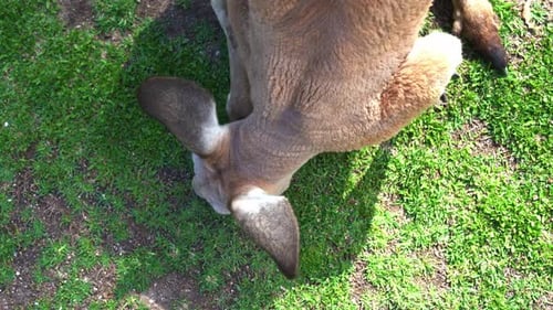 Vue de haut en bas Plan rapproché d'un kangourou grignotant et mangeant de l'herbe verte dans la nature, Australie