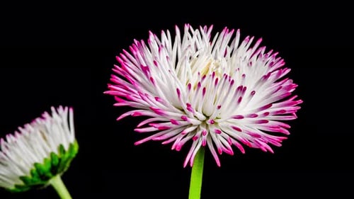Bellis White Flower blüht im Zeitraffer auf schwarzem Hintergrund. Frühling Bellis Perennis