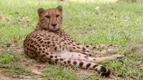 Erwachsener Gepard ruht sich im Schatten aus