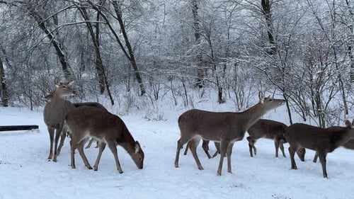Group of Deer in Snowy Winter Forest