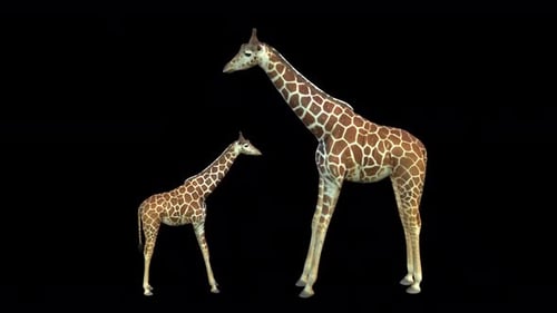 Muttergiraffe und Babygiraffe im Leerlauf