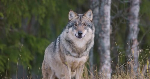 Large Male Grey Wolf Standing in the Forest