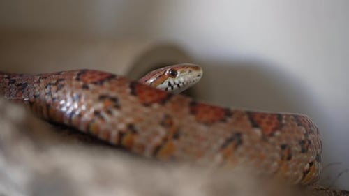 Close up of a colorful coiled adult corn snake flicking out its forked tongue and moving its head.