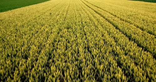 Aerial shot of a yellow field of wheat