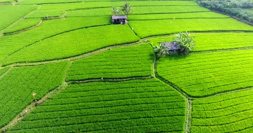 flying over rice terraces in Bali, Indonesia.
bright green rice plants, farming rice