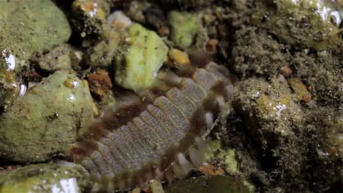 Bristle worm digging into the ground for shelter during low tide