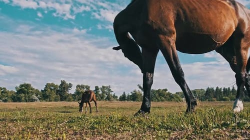 Brown Horse Grazes in the Meadow Against the Blue Sky