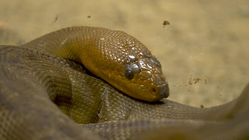 Plan rapproché d'une femme python (Aspidites ramsayi).
