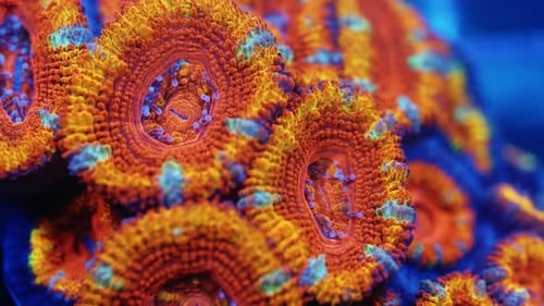 de Acan Lordhowensis con coloración intensa