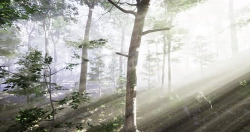 Light Filtering Through Trees in a Serene Forest During Early Morning