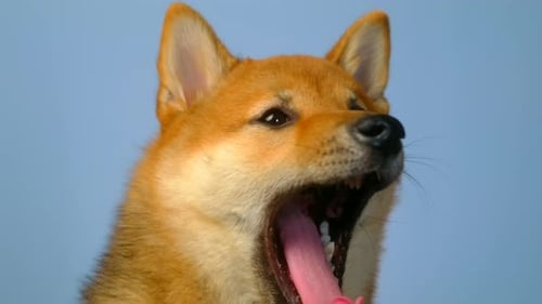 Shiba Inu Dog Panting Close Up