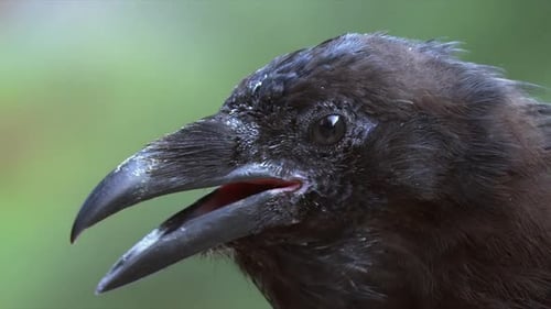 Extrem-Nahaufnahme, Gesicht, Schnabel, Auge gegen grünen Bokeh-Rücken
