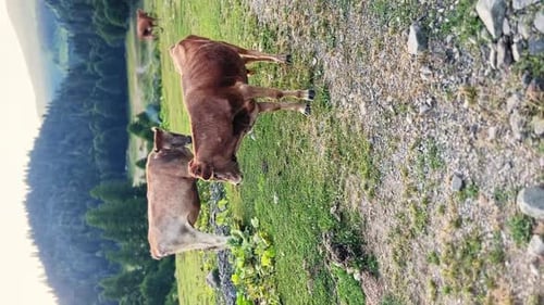 Cattle Grazing Peacefully on Green Mountain Pasture