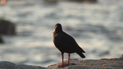 Un oiseau huîtrier en Nouvelle-Zélande tôt le matin