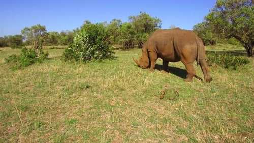 Nashörner grasen friedlich in der Savanne Afrikas — ein majestätischer Moment der Tierwelt