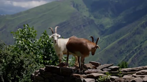 Goats Standing on Rocky Outcrop in Mountain Landscape