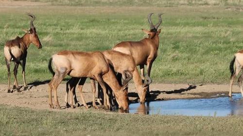 Red Hartebeest Antelopes Drinking Water, Kalahari Desert