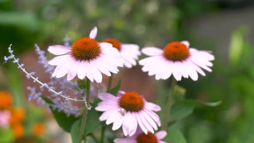 Purple coneflower flower blooming in a garden