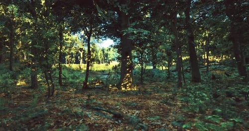 Forest Landscape with Sunlight Filtering Through Trees at Midday