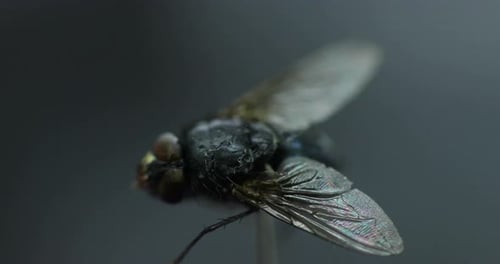 Fly captured in close up macro shot in detail inside the moving fog and white smoke wave with wings