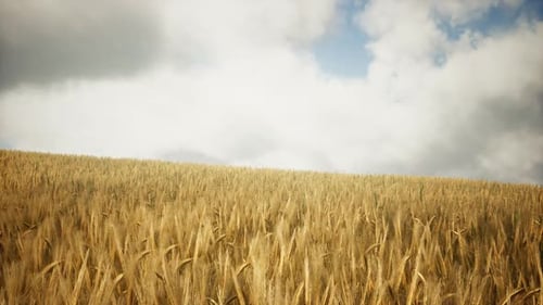 Ripe Yellow Rye Field Under Beautiful Summer Sunset Sky with Clouds