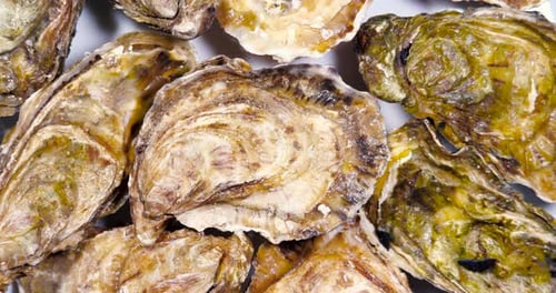 Closed Fresh L'authentique Oysters on the Plate Rotating. Close Up, Slow Motion. Healthy Sea Food