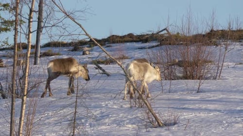 Lapland young Reindeer pack crossing frozen snowy wilderness
