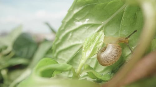 Snail Crawling on Green Leaf in Daylight