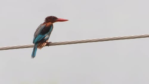 Kingfisher UHD relaxant MP4 4K.
