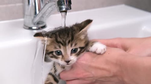 Tiny Tabby Kitten Gets a Bath in the Sink