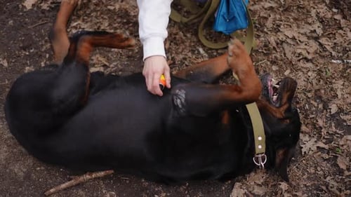 Female Hand Spraying Anti Insect Repellent Spray on Dog Lying on Ground in Forest High Angle View