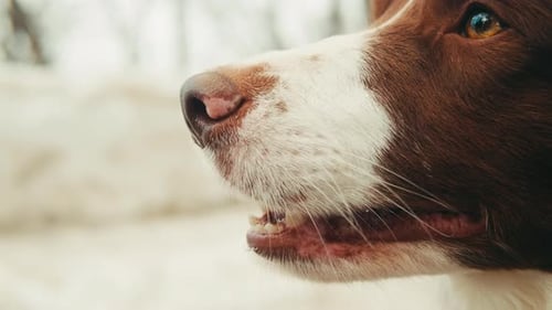 Closeup of Border Collie Among the Snow in the Park Dog Pet Sitting on the Snow Portrait of a The