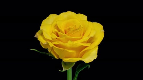 Timelapse de rosa amarela florescendo em fundo preto